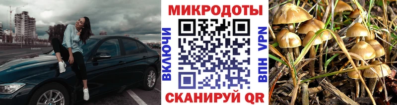 Псилоцибиновые грибы Cubensis  kraken сайт  Покровск 